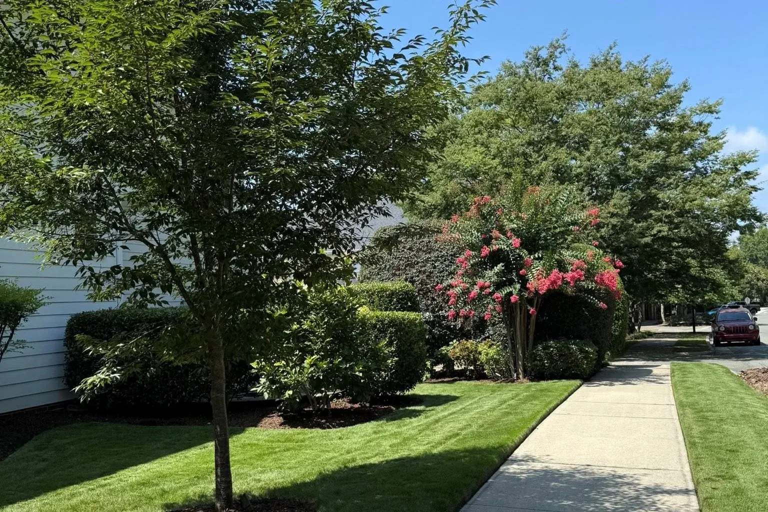 Maintained front lawn with mature trees, crape myrtles, and a sidewalk